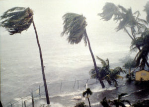 palm trees in hurricane